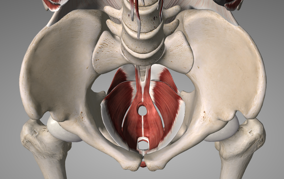 The pelvic floor: Where is it, when to worry and how to work it